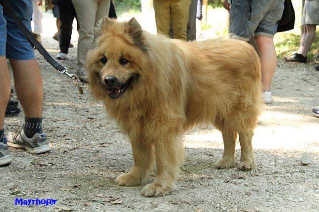 7.06.2015 - Woody im Tierpark Ernstbrunn